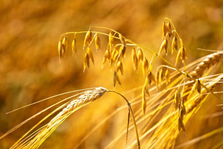 Kend dit korn – og find ud af, hvad der er godt hvornår