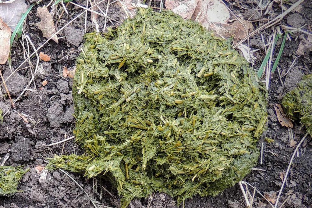 Kokasse-lignende hestepære