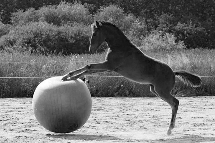 Hest med bold
