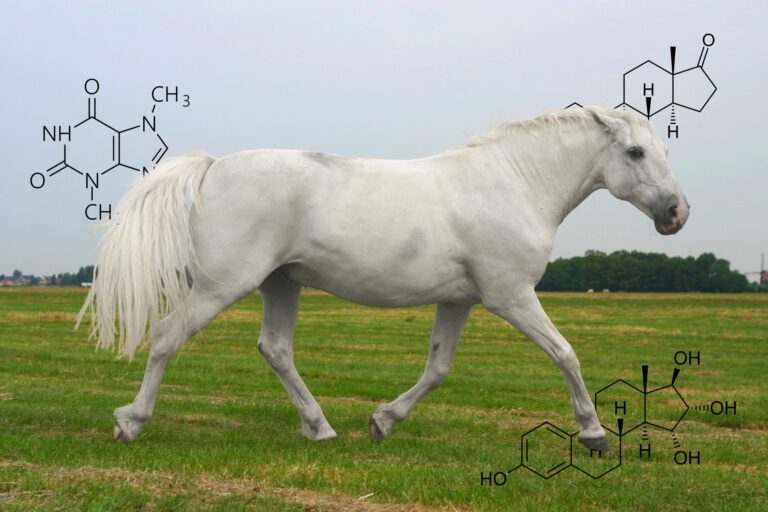 Hopper og hormoner: Med det rette foder kan du hjælpe din brunstramte hest