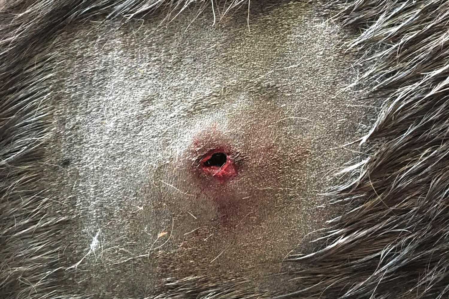 Hest ramt af vådeskud