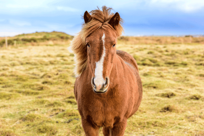 Islandske heste - foder fra Equsana