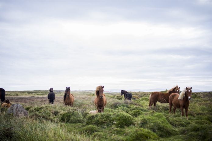 Islændere i landskab