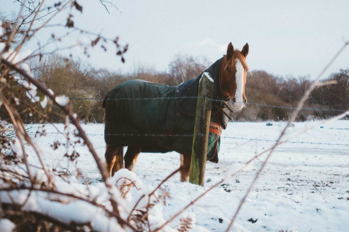 Hest med dækken på i sne