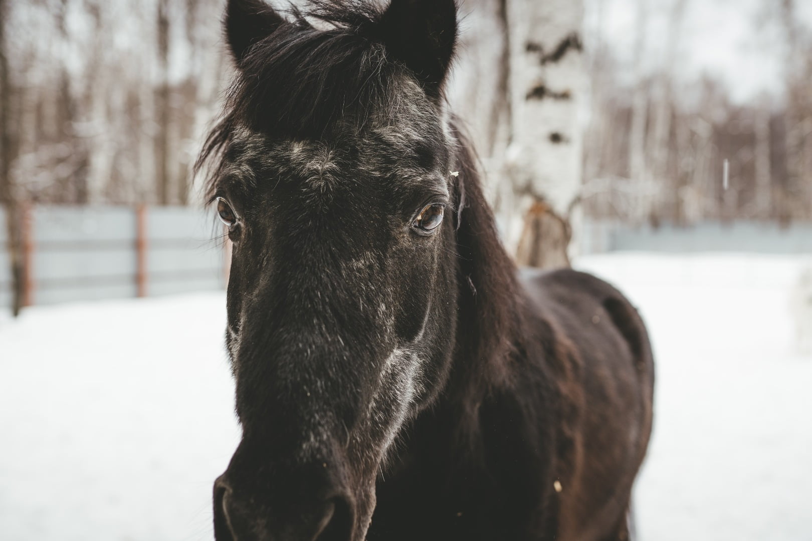 Gammel hest i sne