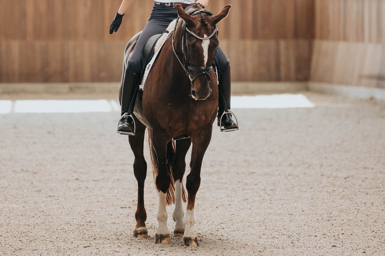 Dressurrytter laver parade med hilsen