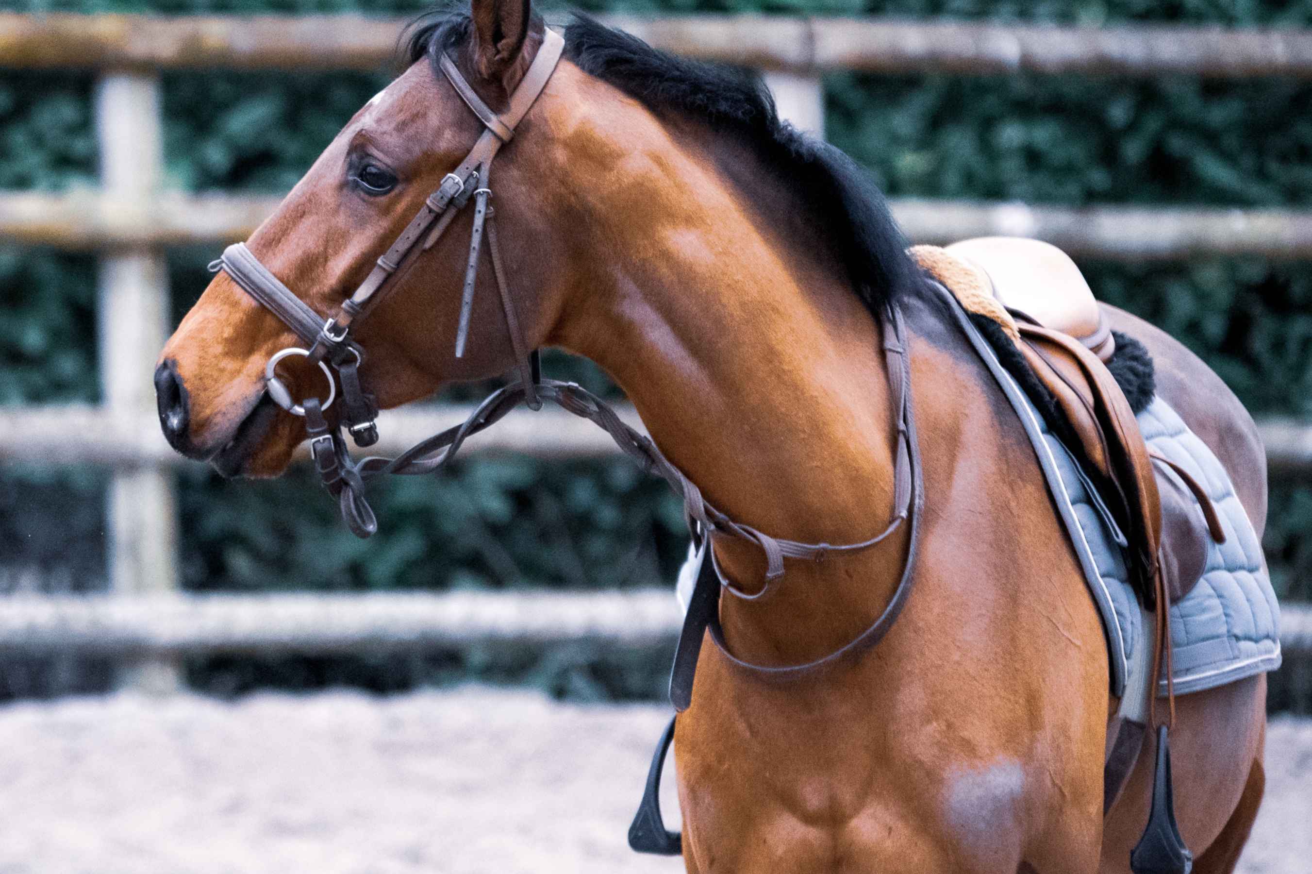 hest i rotunde