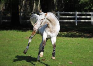 Blind hest Endo the Blind laver tricks.