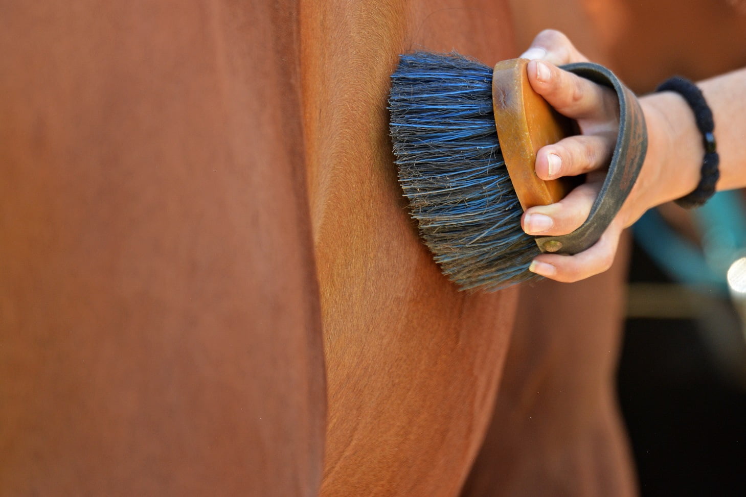 Strigle hest