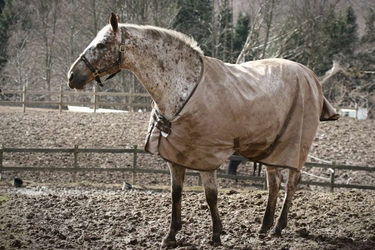 Hest på fold med mudder