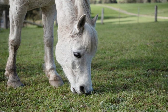 Hvid hest spiser græs.