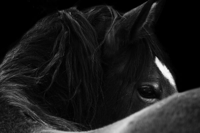 Hest i mørke