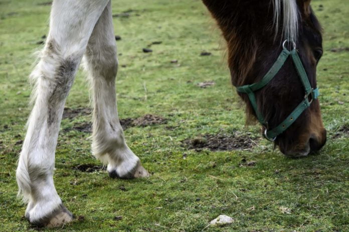 Hest spiser græs på fold