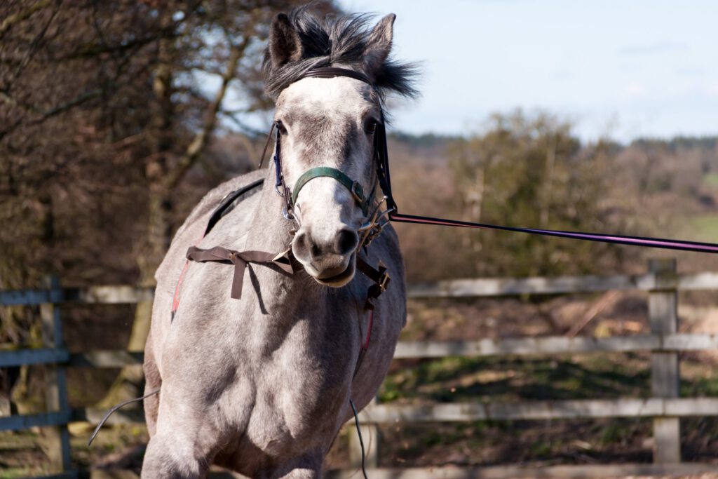 Longe river hesten i munden