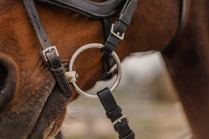 Horse wearing a bridle, focus on the bit