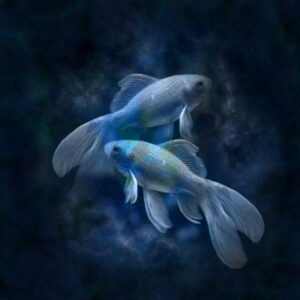 Hvordan ser din og din hests horoskop for sommeren ud?