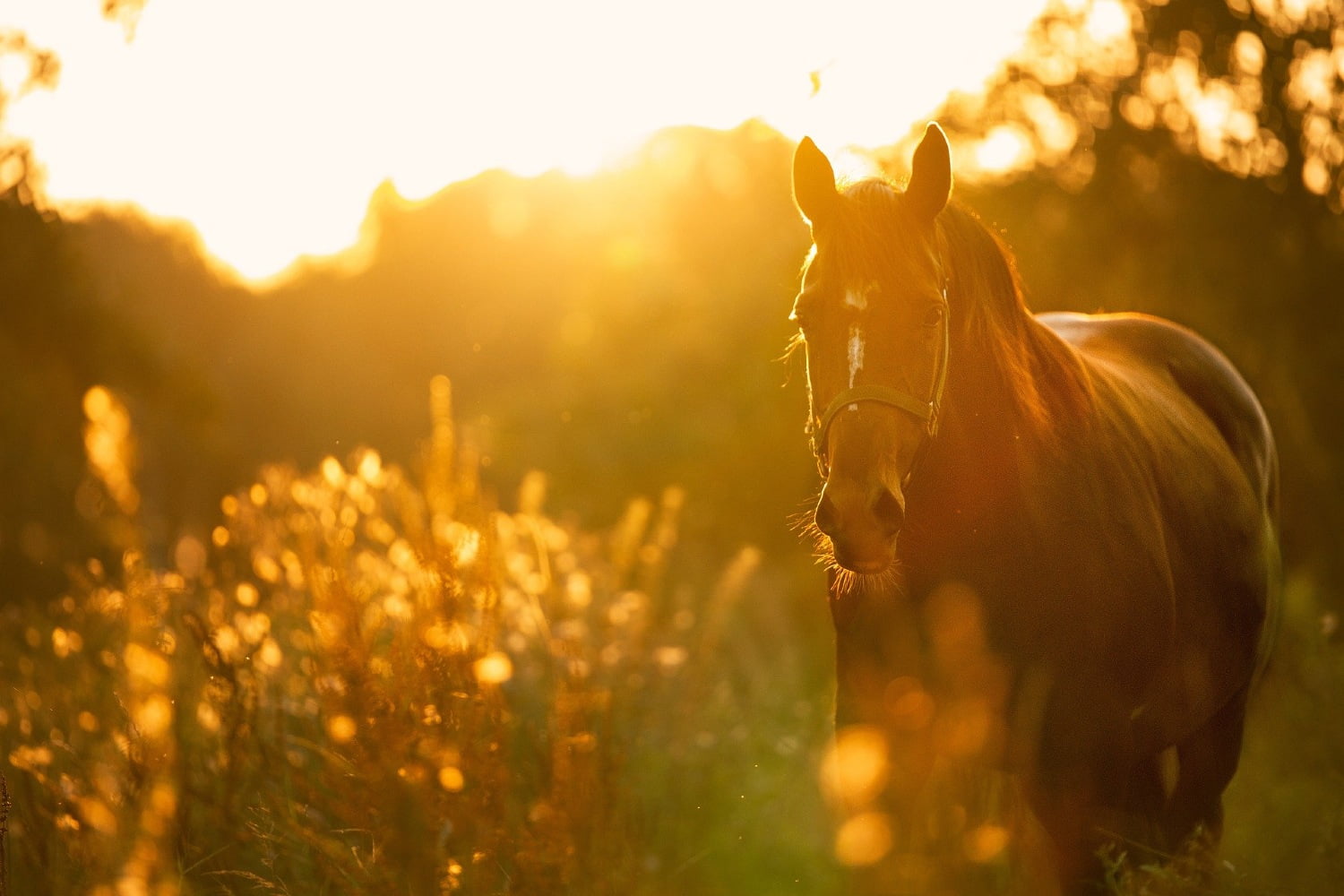 solnedgang_sommer_hest_romantik