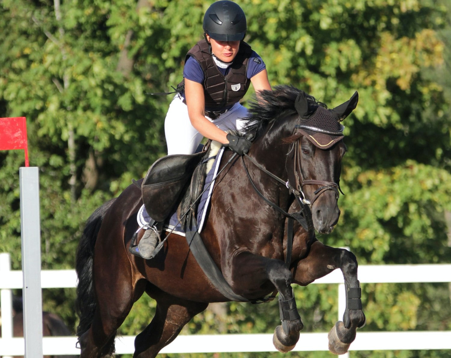 Hest og rytter springer