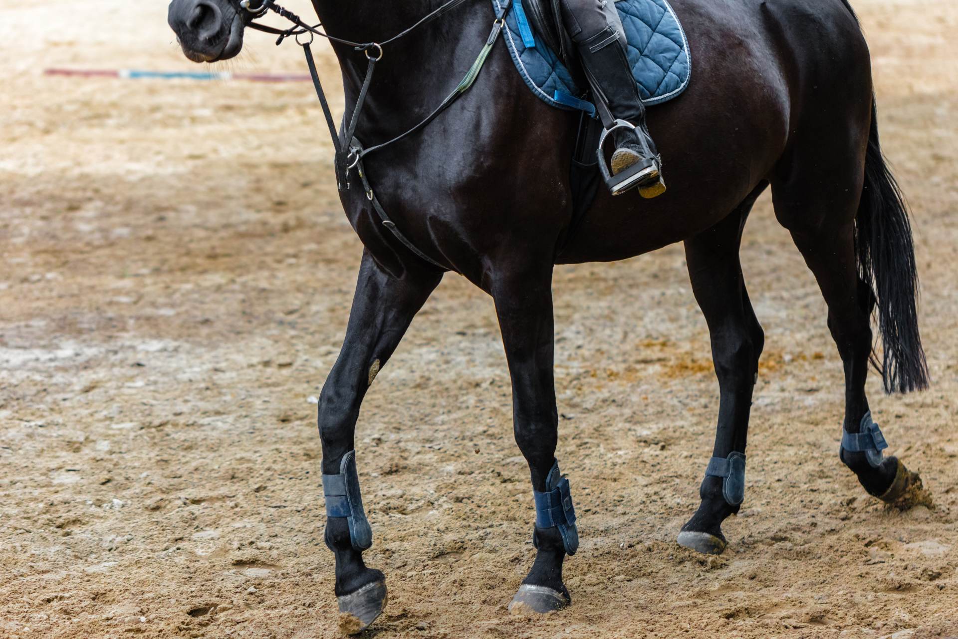 Springhest i skridt på ridebane