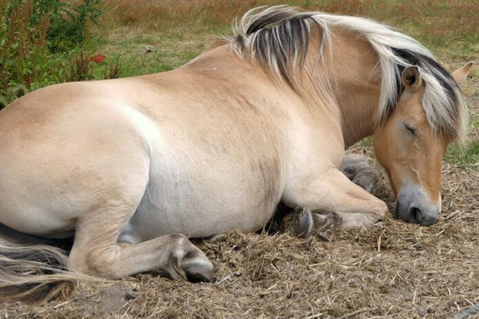 Hest sover