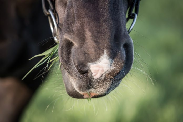 Hest spiser græs med bid i munden