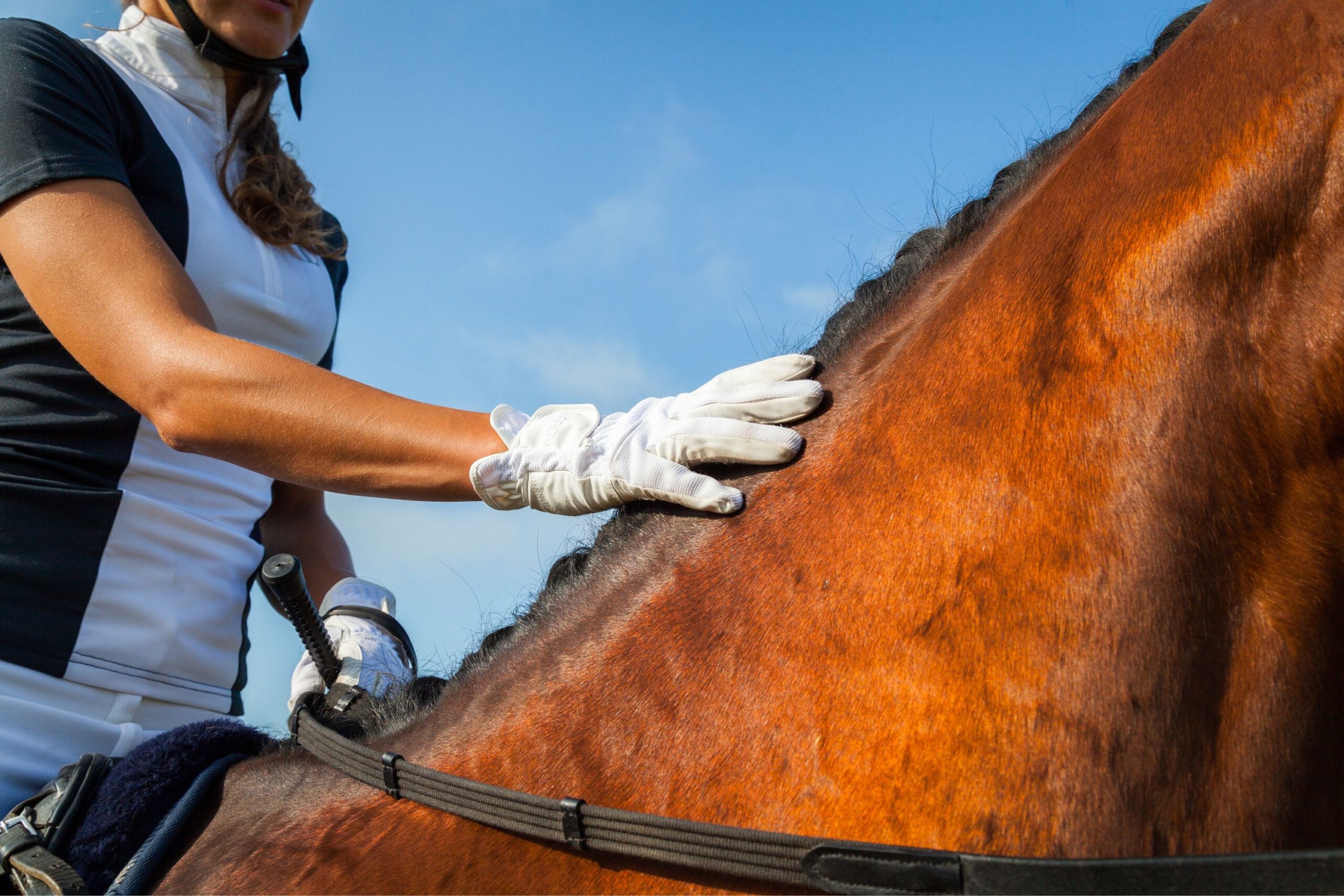 Klappe sin hest