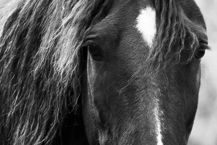 close up hest i sorthvid billede