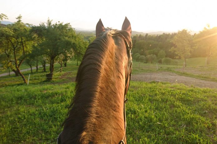 Hest rides i naturen