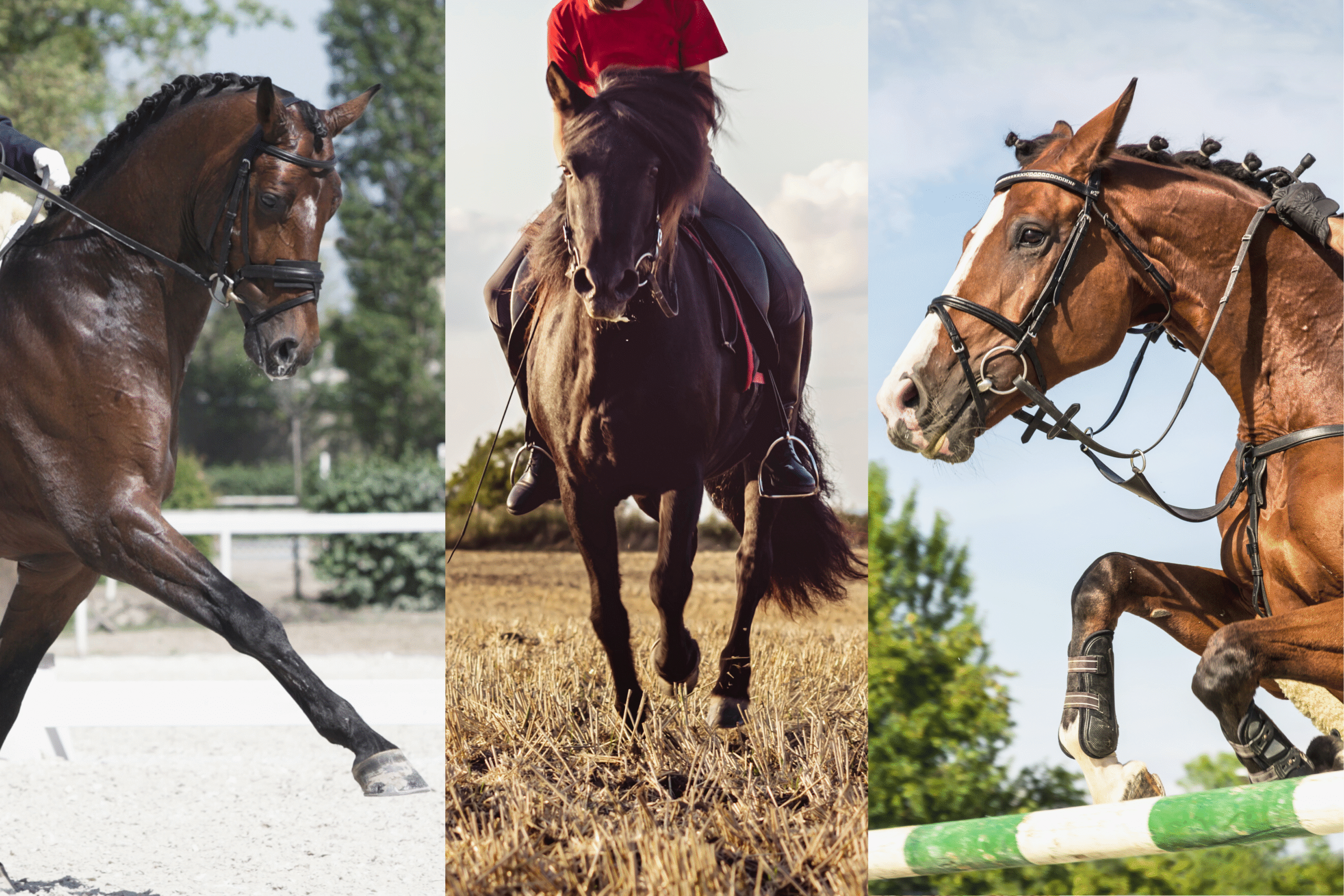 Forskellige discipliner til hest