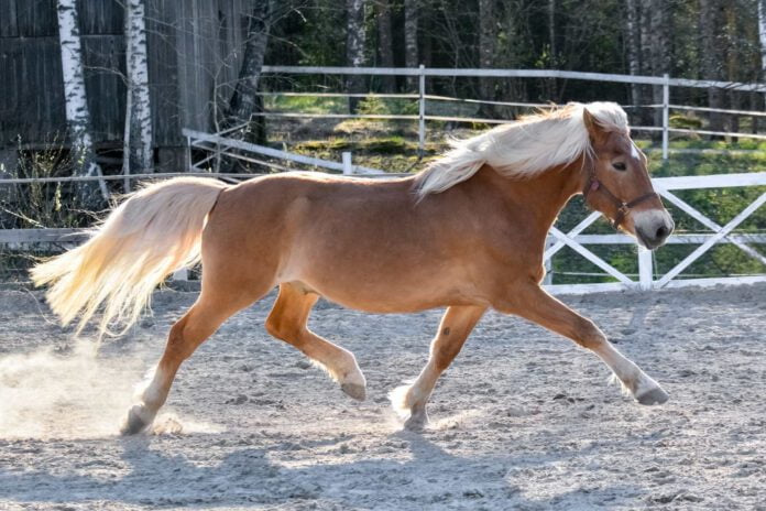 hest løber på ridebane og har separationsangst