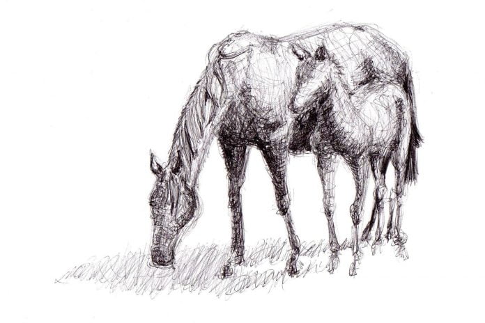 Tegning af heste