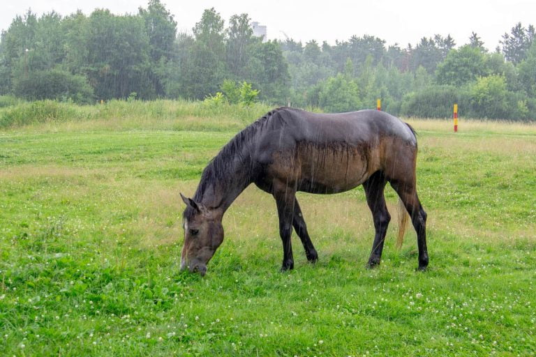 Lovkrav: På dette tidspunkt skal din hest ind fra døgnfold