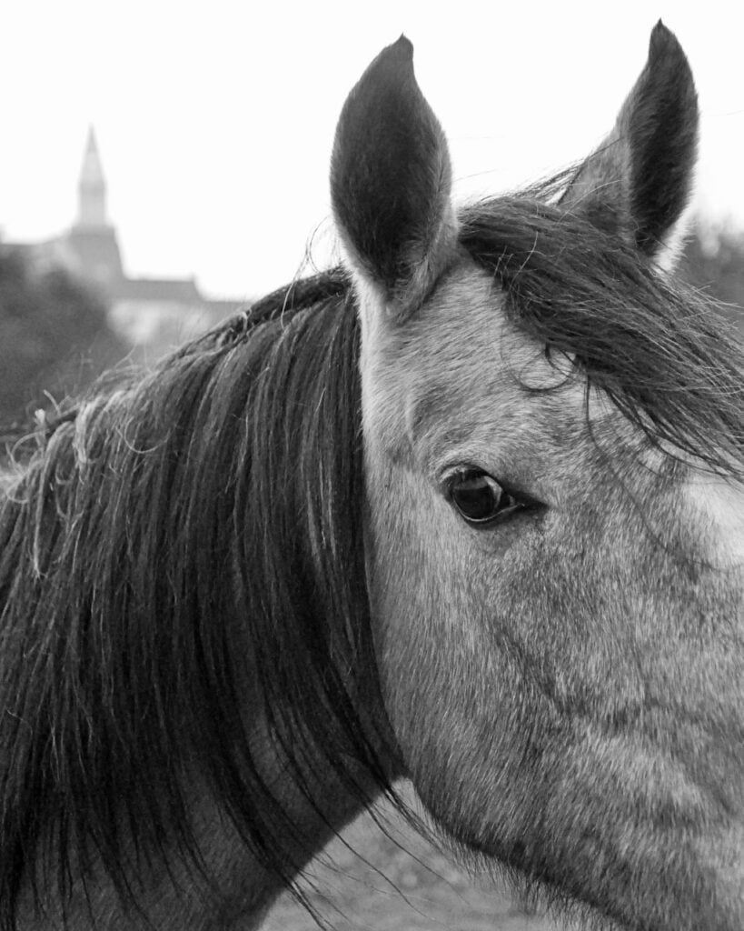 Bange hest