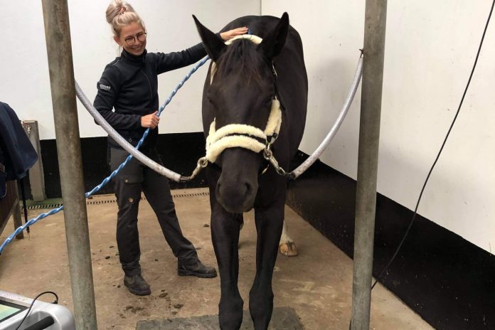 Hest strækker sig ved behandling med Equitron
