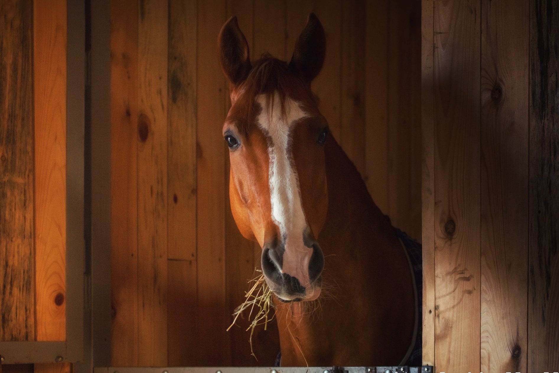 Hest spiser hø i sin boks