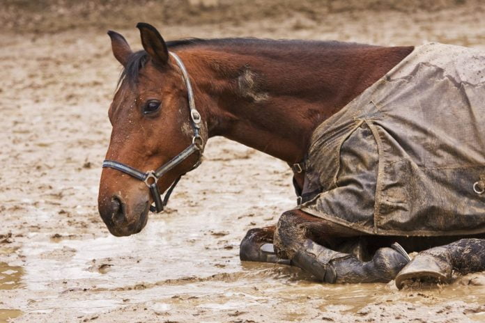 Hest ruller sig i mudder