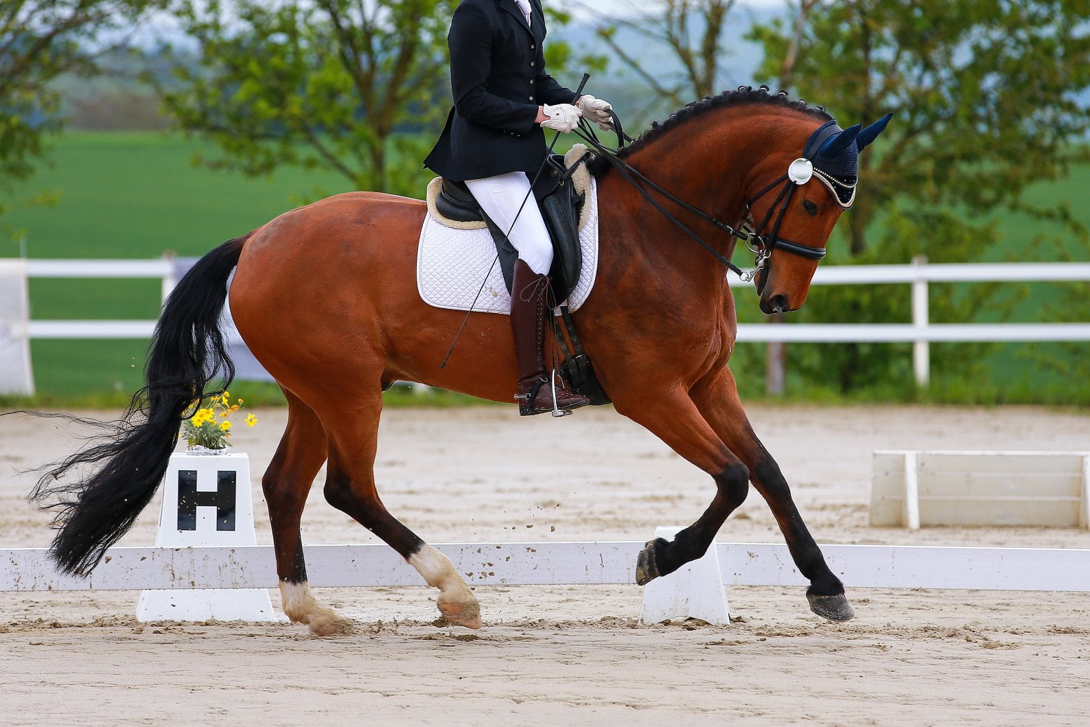 Dressurhest går under lod til stævne