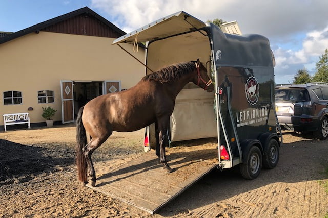 Hestetrailer + sommersol = ekstra omsorg på vejen