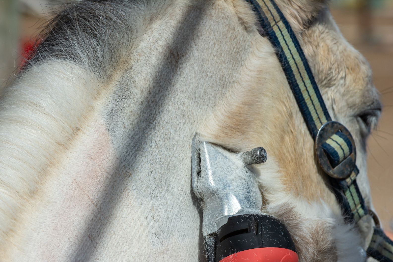 Pony bliver klippet