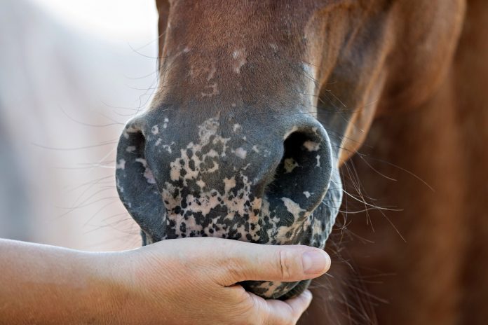 Når man får ny hest, skal kan drage ekstra omsorg i en periode