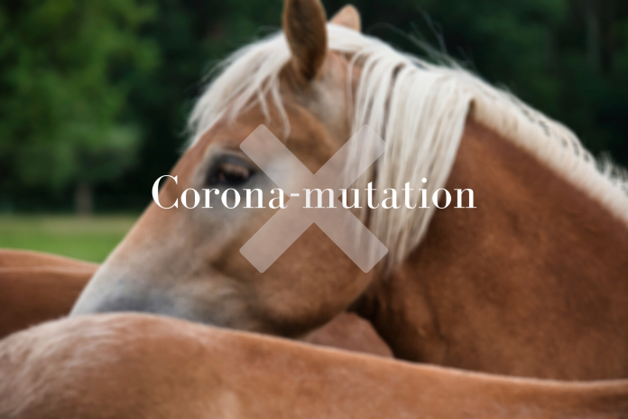 corona-mutation hos heste sker ikke