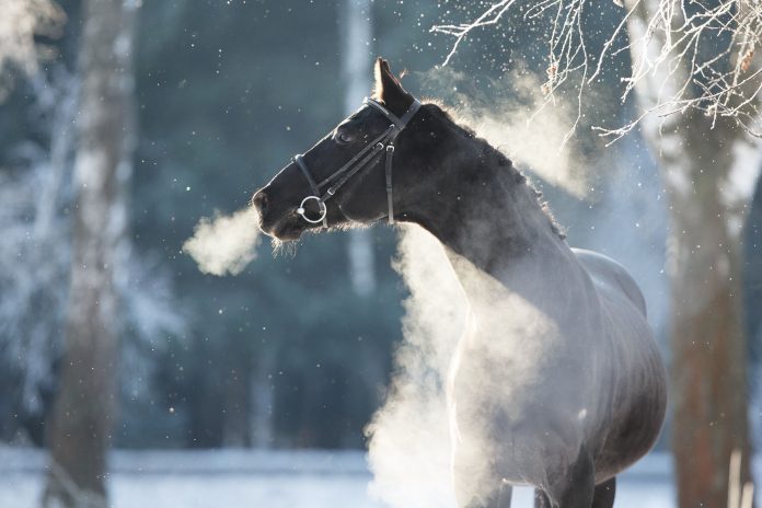 Hest trækker vejret i snevejr og kan muligvis have godt af et foder med mindre stivelse.