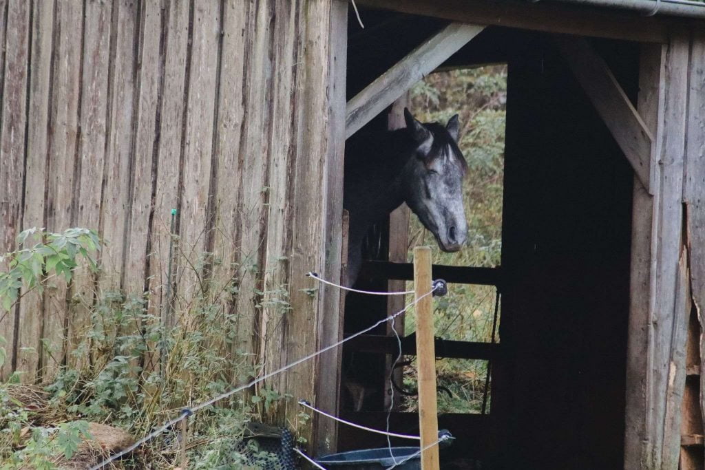 Hest i løsdrift hviler sig