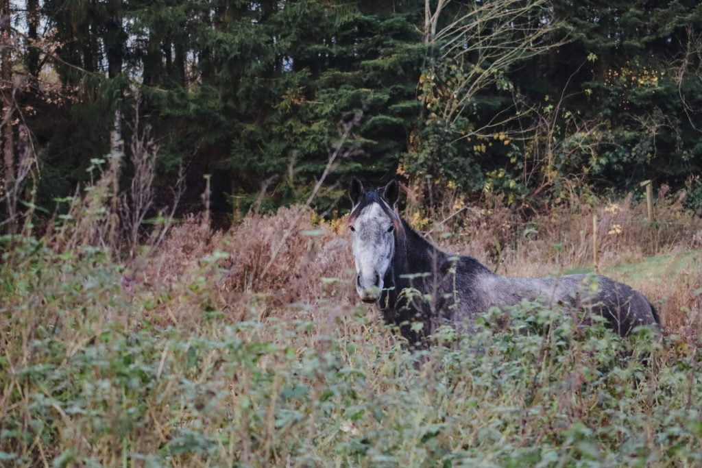 Hest på mark med ukrudt