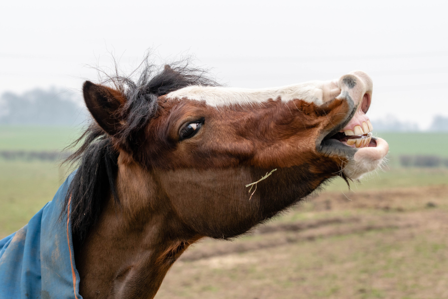 hvilken klipning passer til din hest