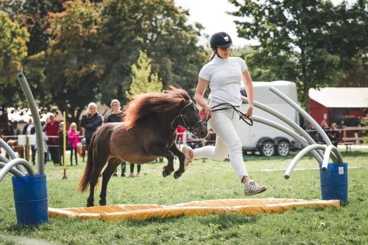 pony hop
