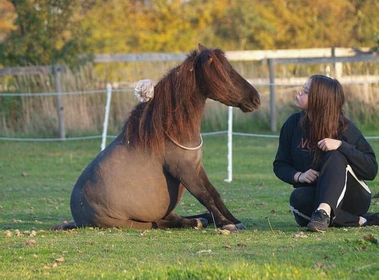 pony