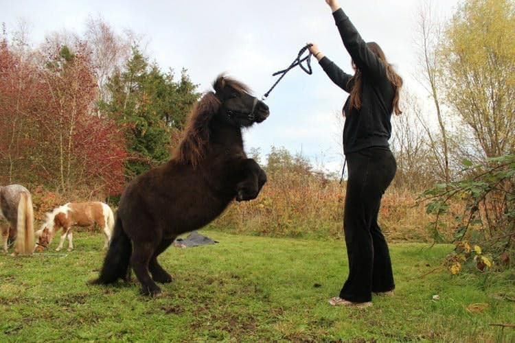 pony tricks