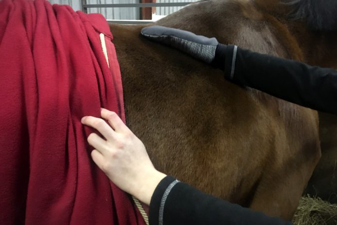Hest røres med antistatisk handske fra Catago HYBRID-serien.