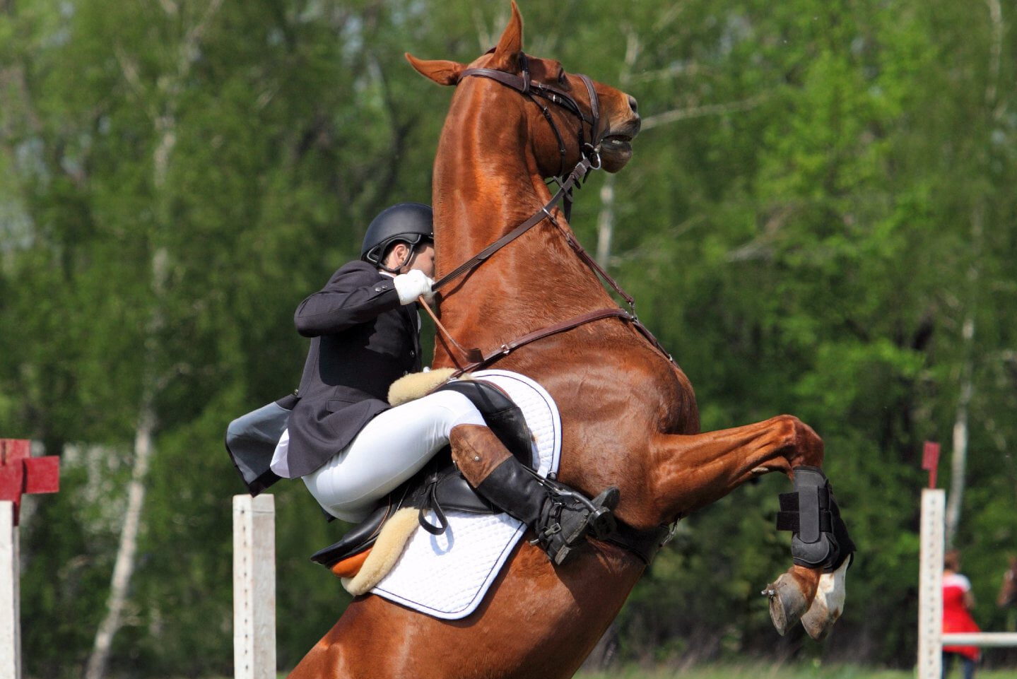 Problemadfærd på ryggen kan måske spottes allerede ved jordarbejde